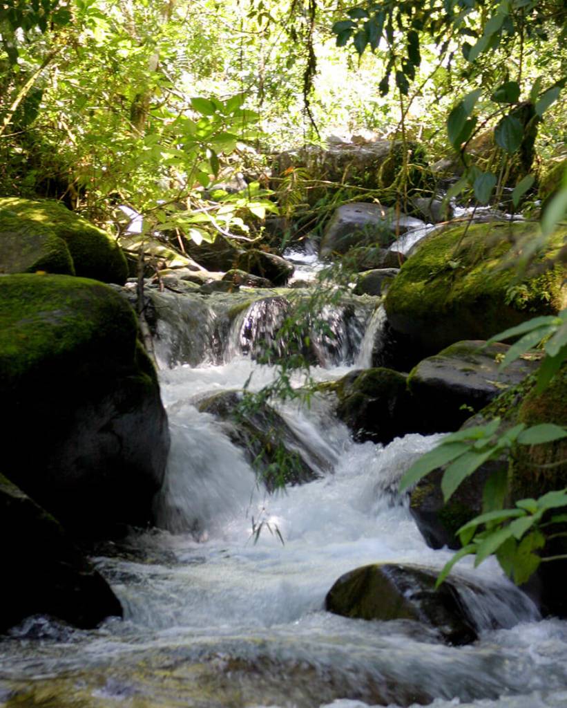 Manantial fluyendo en la naturaleza